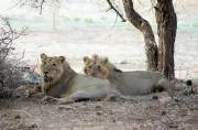Feral Dogs Outnumber Cattle in Lion Territory, Survey Reveals Disease Threat