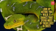 Five Snakes That Live in Trees and Hunt from Above