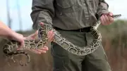 Florida Scientists Remove 4 Tons of Invasive Burmese Pythons in Record Season