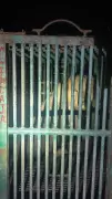 Forest Dept Captures 6 Lions After 2 Human Deaths in Gujarat