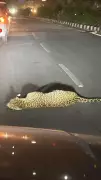 Forest Staffer Injured in Leopard Attack During Rescue in Udaipur