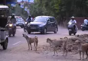 Former Lucknow Mayor Attacked by Stray Dogs in Aliganj, Injured