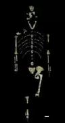 Fossil Find in Ethiopia Rewrites Early Human Evolution Timeline