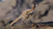 Fossil of Crow-Sized Dinosaur Found in Argentina Rewrites History