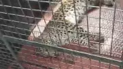 Four Injured in Leopard Attack in Karnataka's Holenarsipur