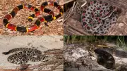 Four Venomous Snake Species in South Florida Pose Growing Risk to Residents