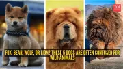Fox, Bear, Wolf, or Lion? These 5 Dog Breeds Are Often Mistaken for Wild Animals