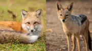 Fox vs Jackal: Key Differences in Appearance, Behavior, and Movement