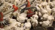 Free Poultry Farming Training in Karnataka for Rural Youth