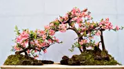 From Elite Hobby to Modern Art: The Evolution of Bonsai
