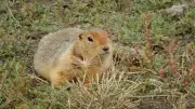 Frozen Squirrel Poop Reveals 700,000-Year-Old Arctic Ecosystem Secrets