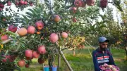 Fruit Fall in Kashmir Orchards Prompts Probe Into Apple Supply Chain