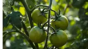 Galápagos Tomato Challenges Darwin's Evolution with Ancient Defense Reactivation