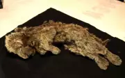Genome Study Reveals What Made Extinct Ice Age Cave Lion Unique Among Big Cats
