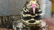 Georgia Wildlife Officials Urge Public to Trap and Kill Invasive Argentine Tegus