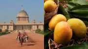 GI-Tagged Jardalu Mangoes from Bhagalpur Sent to India's Top Leaders