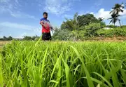 Goa Farmers Face Crisis as Monsoon Deficit Hits 71%, Kharif Crops at Risk