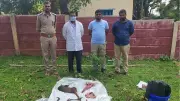 Goa Kadamba Employee Arrested for Poaching in Kali Tiger Reserve