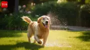 Golden Retriever Leo's Genius Summer Hack Using a Sprinkler Goes Viral
