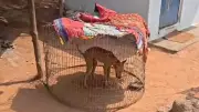 GPS-Fitted Dog Dies, Setback in Search for Missing Girl in Andhra