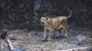 Gujarat: Lioness Kills 5-Year-Old, 5th Fatal Attack in a Month