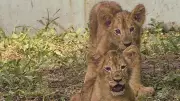 Gujarat Minister Says Lion Cub Deaths Due to Heat, Not Babesia