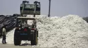 Gujarat Textile Industry Welcomes Centre's Suspension of 11% Cotton Import Duty