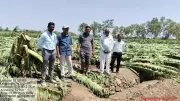 Hailstorms, Winds Damage Fruit Crops in Pune District, Farmers Worried