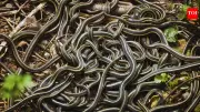 Haridwar Family Finds 27 Baby Snakes in Water Tank
