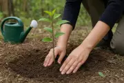 Haryana Forest Dept Shifts Focus to Sapling Survival with 5-Year Maintenance Plan