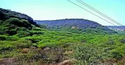 Haryana Lost 30 Hectares of Natural Forest in 2025, GFW Data Shows