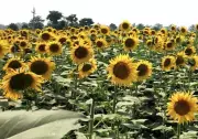 Haryana Reopens Sunflower Procurement Portal for 60 Days, CM Announces Green Initiatives