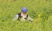 Haryana Sunflower Seed Row: High Court Issues Notices, Seeks Govt Intervention