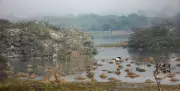 Haryana to Develop Bird-Watching Tourism Circuit Linking Key Avian Habitats