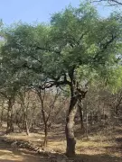 Haryana to Pay Farmers Up to Rs 1,000 Per Tree for Conserving Indigenous Species