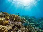 Havelock Island Sees Surge in First-Time Scuba Divers, Non-Swimmers Included