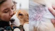Heartworm Disease in Pets: Symptoms, Treatment, and Prevention Guide