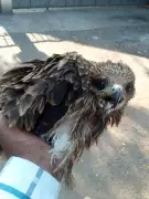 Heatwave Triggers Record Bird Rescues in Pune; Eagles, Kites Worst Hit