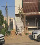 Heritage tree in Jalandhar's Model Town reduced to trunk, activist seeks FIR