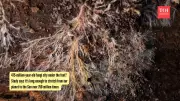Hidden Fungal Network Beneath Our Feet Stretches 750 Million Times to Sun