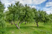 High Temperatures and Low Humidity Can Hinder Fruit Development: PAU Experts