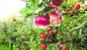 Himachal Farmers, Scientists Discuss Sub-Tropical Fruit Cultivation at Litchi and Mango Day
