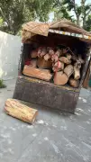 Himachal HC Orders Detailed Probe into Timber Smuggling Allegations