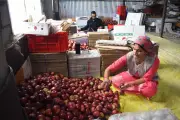Himachal Pradesh targets 2.5 crore apple boxes in 2026 season