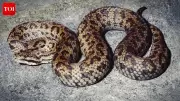 Himalayan Pit Viper Is Actually Five Distinct Species, DNA Reveals