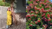 Homeowner's Genius Trick Saves Vine During Driveway Renovation