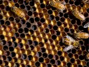 Honey Bees Spread Destructive Myrtle Rust Fungus, Study Finds
