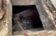 Horse Falls Into Vadodara Stormwater Drain, Rescue Sparks Safety Concerns
