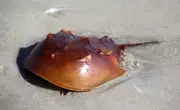 Horseshoe crabs may vanish from Odisha in 8-10 years, warns scientist