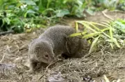 How a Well-Intentioned Mongoose Introduction Devastated a Japanese Island's Ecosystem